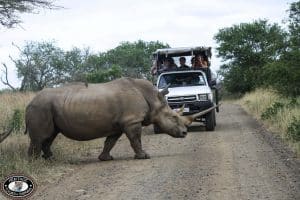 Imfolozi Game Reserve reviews