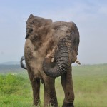 elephant sand bath hluhluwe