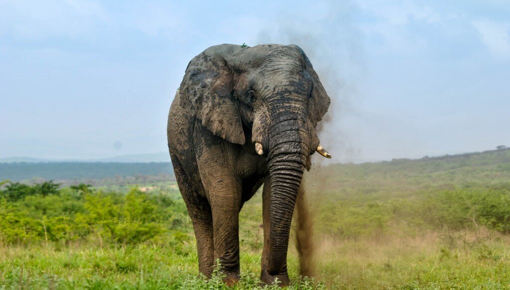 Safari Near Cape Town 3 aquila private game reserve