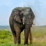 elephant spraying sand