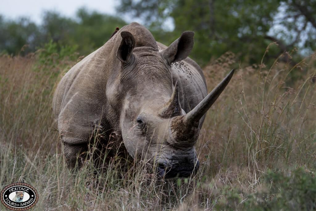 travel guide to Hluhluwe Game Reserve