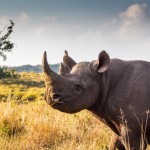 2 Day Safari Package to South Africa 3 2 Day Safari Package to South Africa