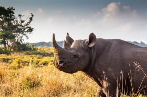 black and white rhino facts