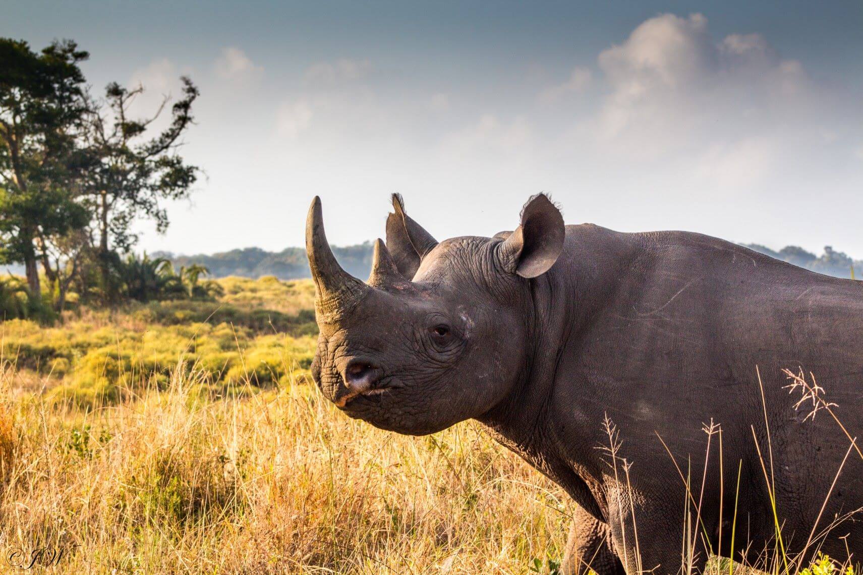 fully grown blacj rhino