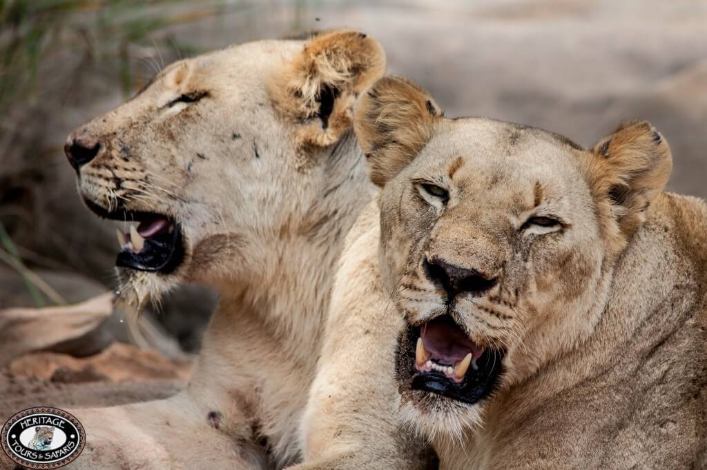 2 Day Safari Package to South Africa 1 2 Day Safari Package to South Africa