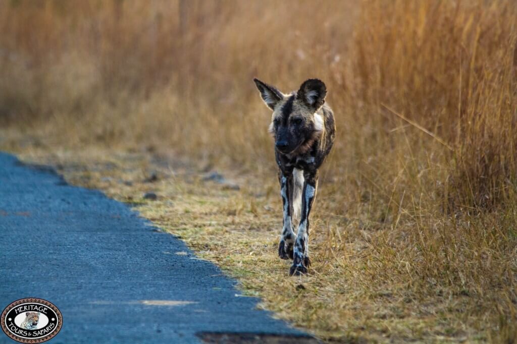 Wild Dogs of Umfolozi