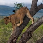 2 Day Safari Package to South Africa 2 Hluhluwe christmas tree