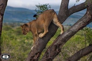 Hluhluwe Umfolozi Game Reserve Lion in a Tree