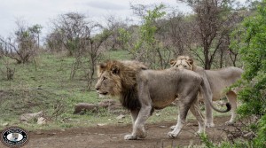 imfolozi game park lion