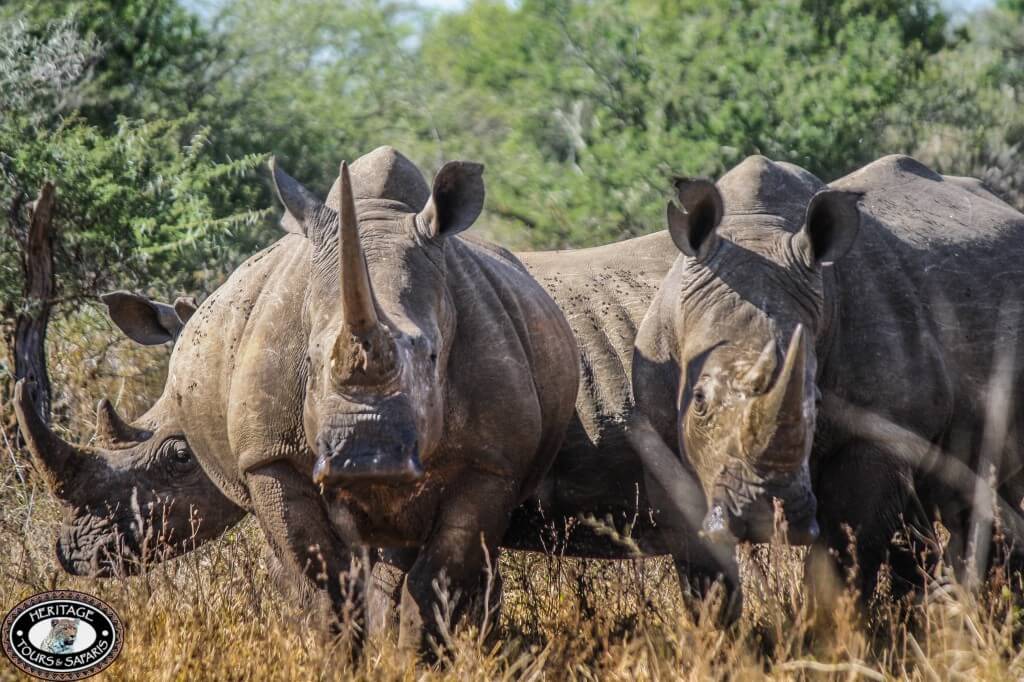 Cape Town Safari Packages 1 4 Day Cape Town Zululand Safari Package