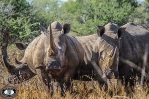 Durban Safaris 9 durban half day safari to hluhluwe umfolozi game reserve