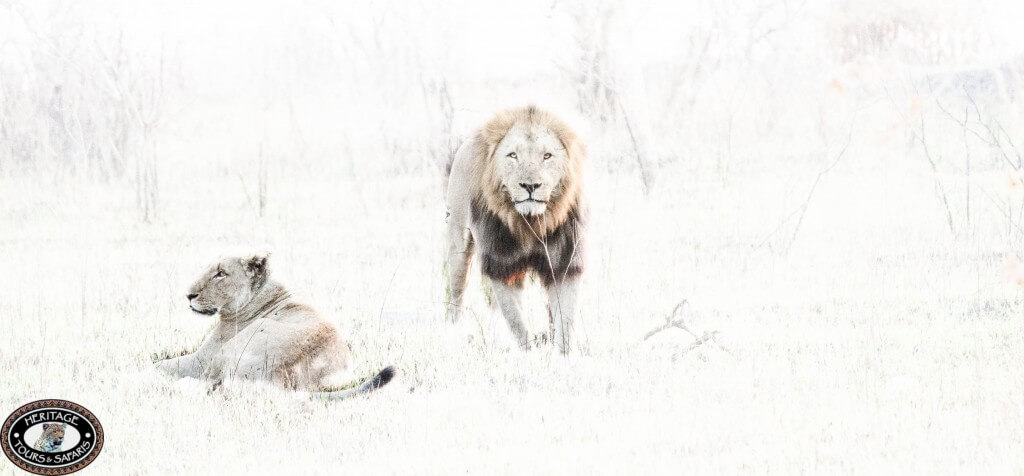 South Africa Safari Packages Cost 1 south africa safari packages cost