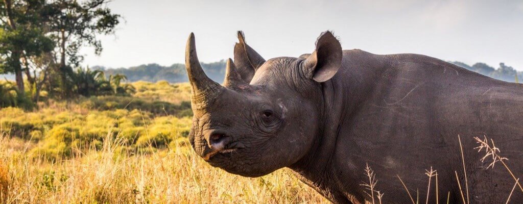 8 Day Cape Town Zululand Safari Package 1 8 Days Cape Town Zululand Safari Package