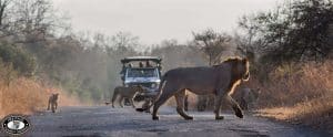 9 Day Cape Town Zululand Safari Package 3 3 day safari Durban