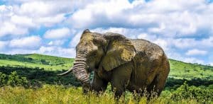 elephants in hluhluwe