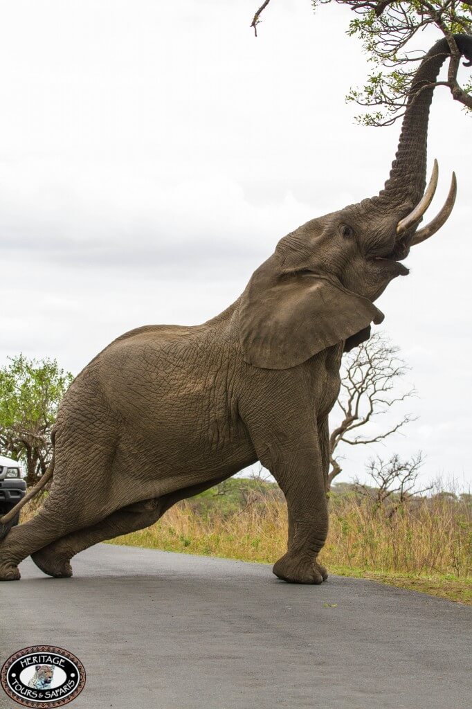 News & Updates from Heritage Tours & Safaris 4 elephants in hluhluwe imfolozi game reserve