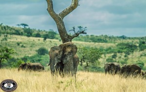 imfolozi game reserve elephant