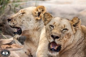 female lions hluhluwe game reserve