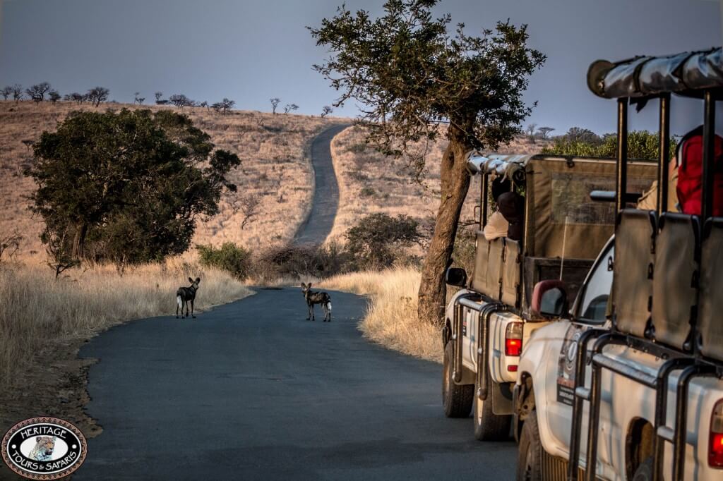 9 Day Cape Town Zululand Safari Package 4 wild dog on safari