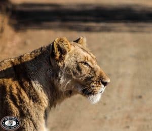 Hluhluwe Game Reserve Specials 2015 4 IMG_0118