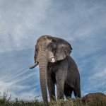 hluhluwe elephant