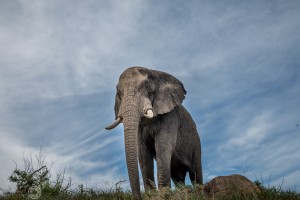 Hluhluwe Game Reserve Specials 2015 2 hluhluwe elephant
