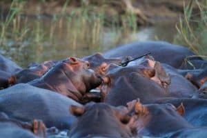 Durban Day Tour 6 durban day tour including hippo tour