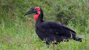 ground hornbill