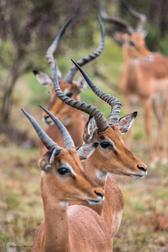 impala animal