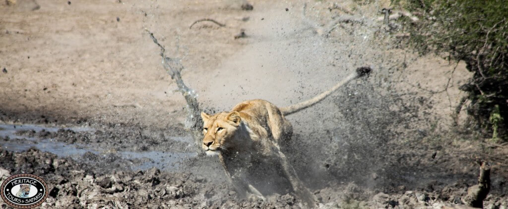 durban hluhluwe umfolozi game reserve