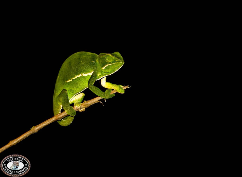 Chameleons 11 chameleon on night safari