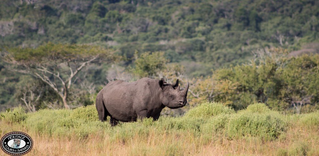 Hluhluwe Game Reserve Rhino 2 hluhluwe rhino