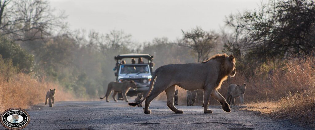 Cape Town Safari Packages 3 Cape Town safari packages