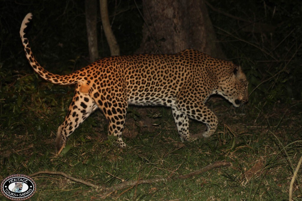 night drive safari hluhluwe