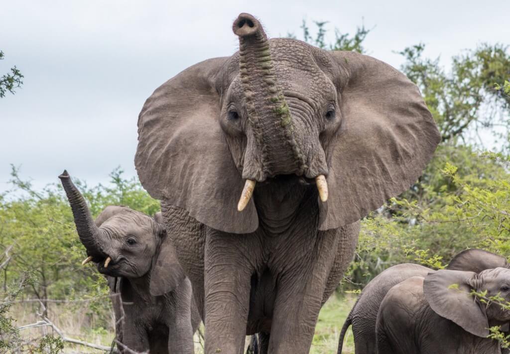 elephant encounter imfolozi reserve