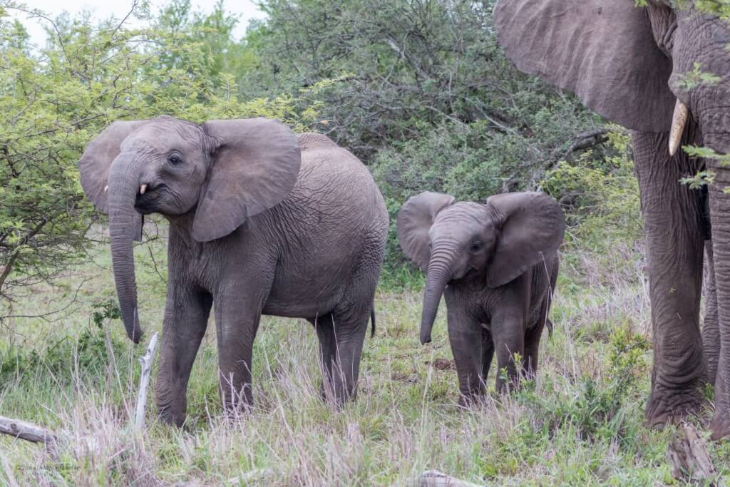elephant encounter 2