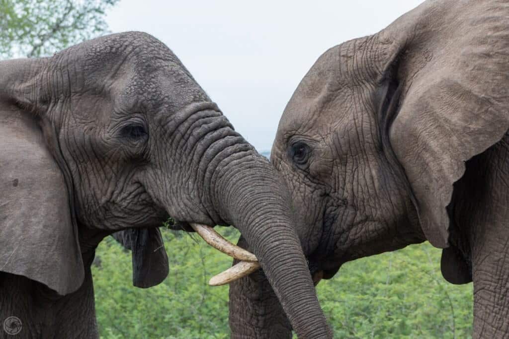 elephant encounter 3