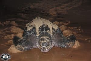 turtle sighting tours