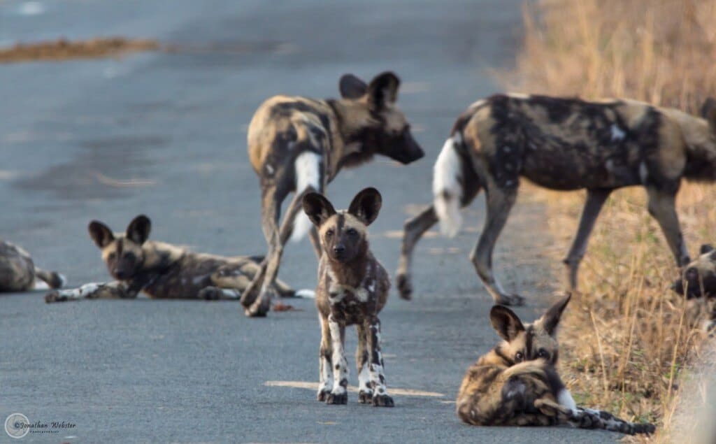 african wild dogs