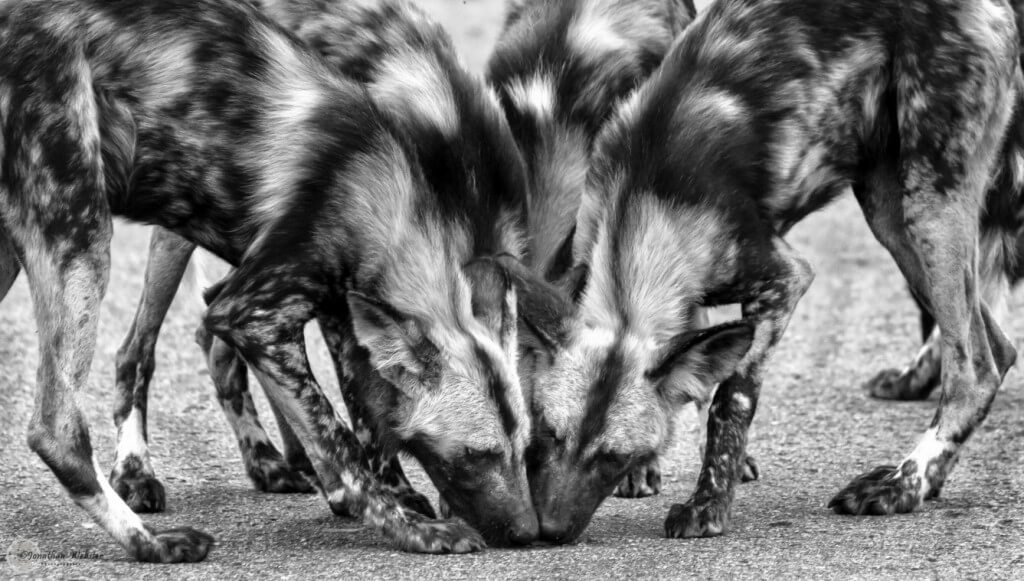 african wild dogs hluhluwe game reserve