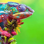 Chameleons 8 Chameleons
