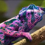 Chameleons 1 Chameleons