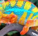 Chameleons 7 Chameleons