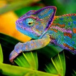 Chameleons 6 Chameleons