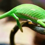 Chameleons 5 Chameleons