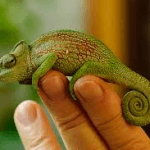 Chameleons 4 Chameleons