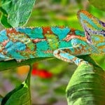 Chameleons 9 Chameleons