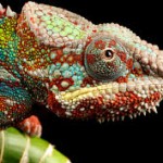 Chameleons 10 hluhluwe