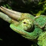 Chameleons 2 Chameleons