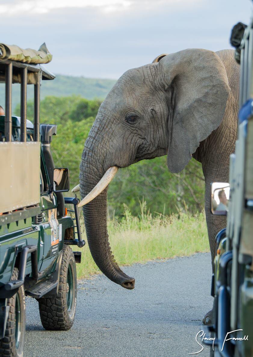 full day big 5 safari hluhluwe game reserve